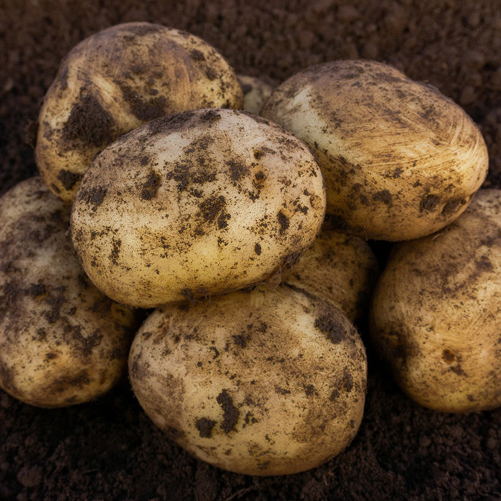 Potatoes - Sagitta 1kg